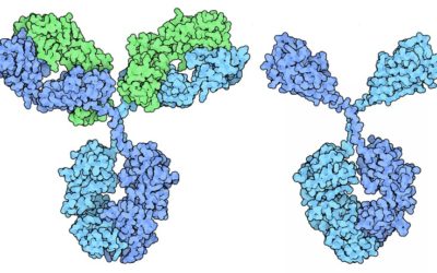 Coronavirus testing 2: Antibody tests for immunity