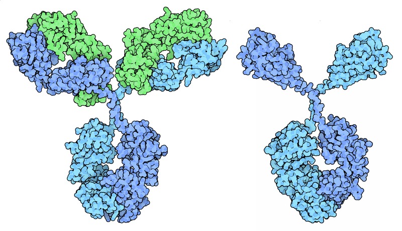 Coronavirus testing 2: Antibody tests for immunity