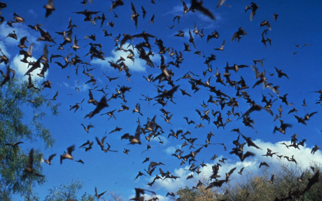 Bats and zoonotic viruses